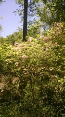 Rhododendron canescens