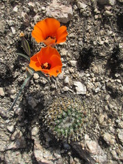 Calochortus kennedyi kennedyi