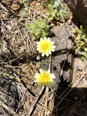 Malacothrix fendleri