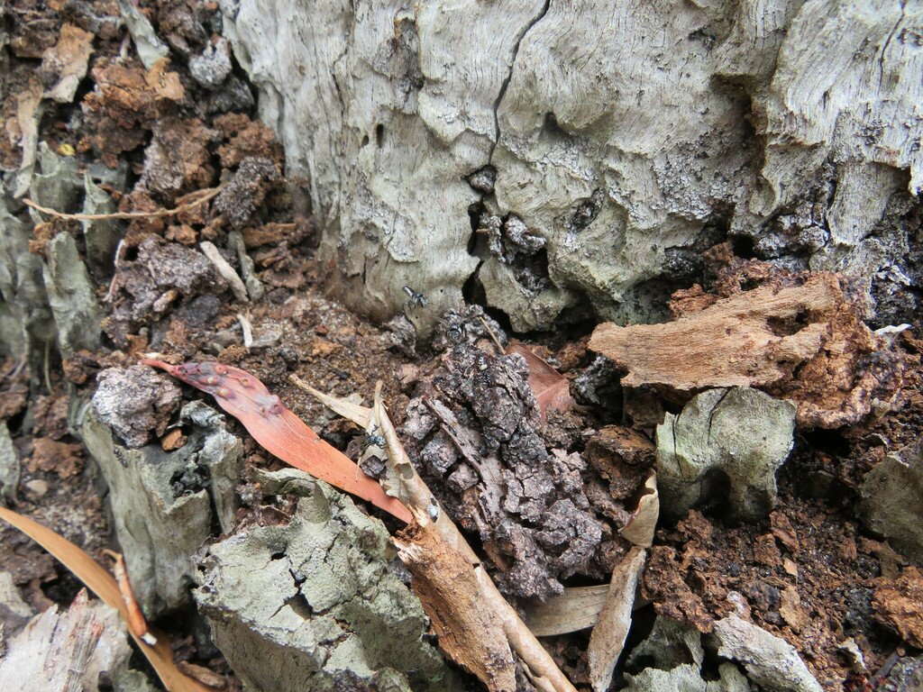 Charcoal Stingless Bee from Brisbane QLD, Australia on November 6, 2023 ...