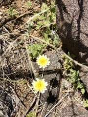 Malacothrix fendleri