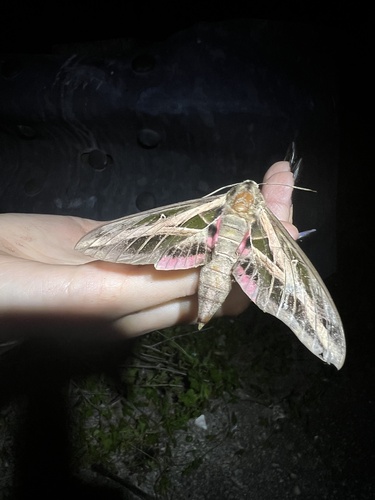 Banded Sphinx photo 4