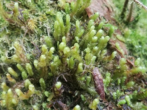 Cuspidatula labrifolia
