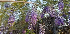 Wisteria frutescens