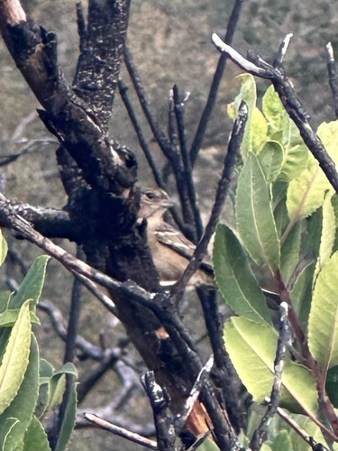 iNaturalist observation photo of Golden-crowned Sparrow