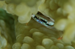 Tetralia nigrolineata