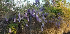 Wisteria frutescens
