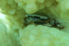Tetralia nigrolineata
