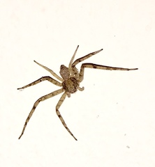 Pulchellodromus wunderlichi
