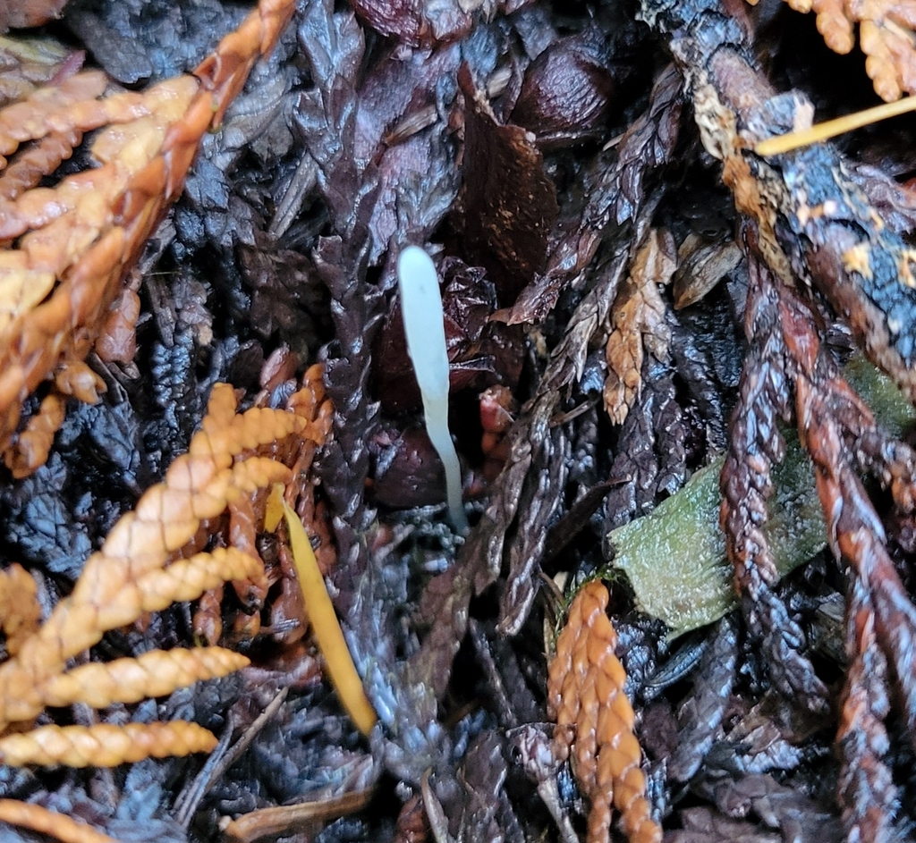 Clavariaceae sp. 'Cladaria-PNW11'