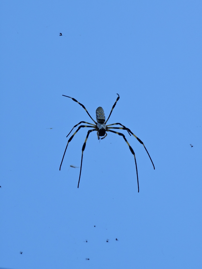 무당거미 from 395-0015, Japan on 2023년 11월 03일 (금) at 04:13 오후 by Chris Chris · iNaturalist 무당거미 (Trichonephila... 