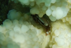 Tetralia nigrolineata