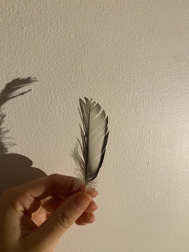 Plume de Harle huppé