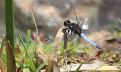 Erythrodiplax connata