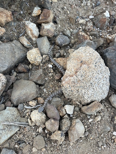 iNaturalist observation photo of Panamint Rattlesnake