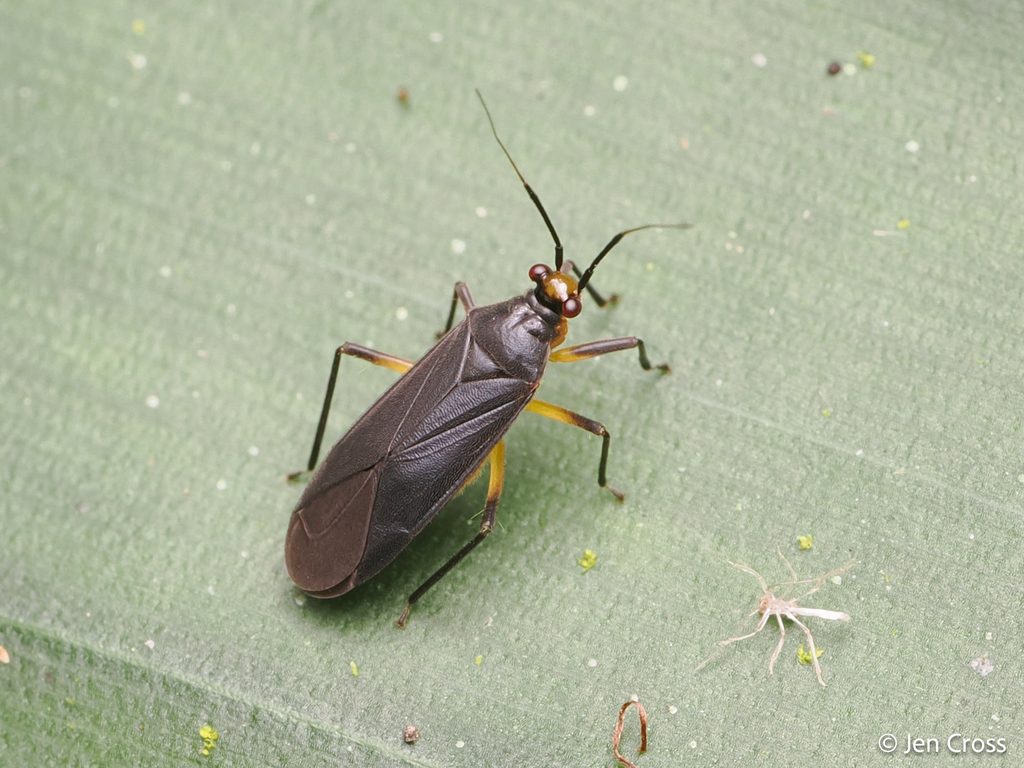 Pachypoda