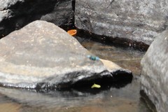 Anax immaculifrons