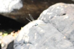 Anax immaculifrons