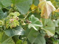 Syrphidae