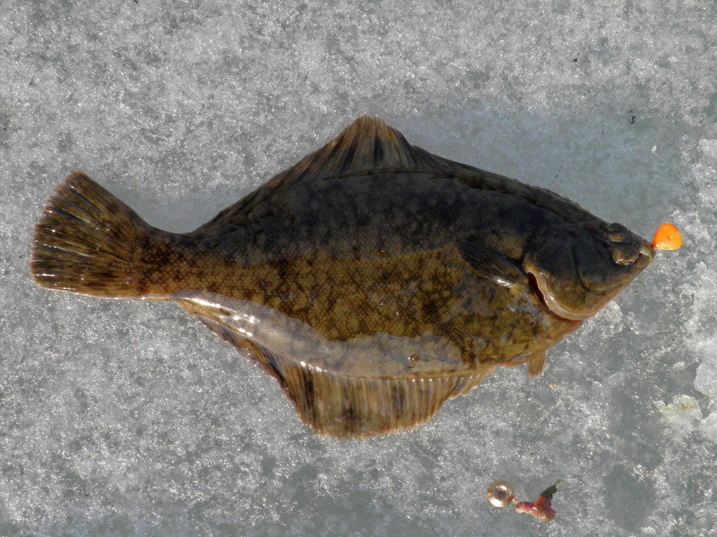 Donkere schar (Pseudopleuronectes obscurus) — Pleuronectidae