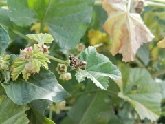 Syrphidae