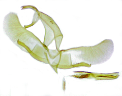 Oegoconia deauratella