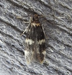 Oegoconia deauratella