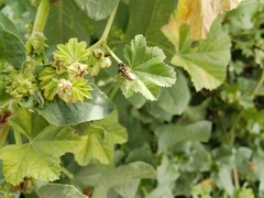 Syrphidae