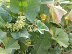 Syrphidae