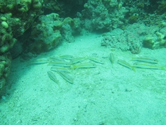 Mulloidichthys dentatus