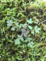 Nemophila parviflora