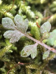 Nemophila parviflora