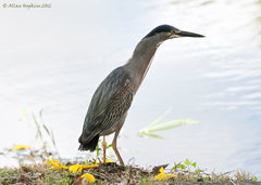 Butorides striata