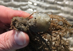 Molgula manhattensis