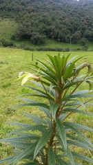 Siphocampylus lucidus