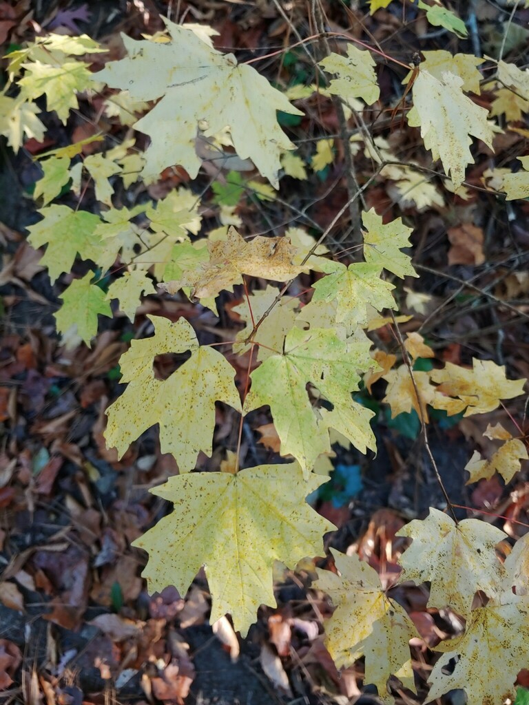 Southern Sugar Maple From Morningside-lenox Park, Atlanta, Ga, Usa On 