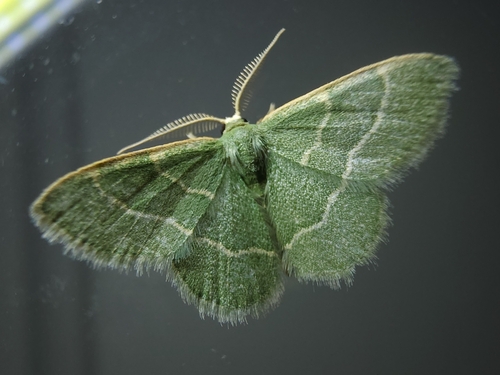 Thin-lined Emerald photo 4