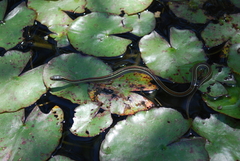 Thamnophis proximus rubrilineatus