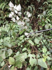 Rubus mesogaeus