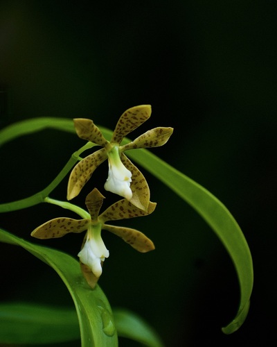 Image of Prosthechea boothiana by (c) Roberto Jovel, some rights reserved (CC BY)