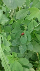Gonioctena fornicata