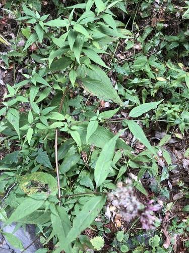 Eupatorium chinense (Eupatorium chinense)
