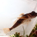 Pygmy Sculpin - Photo (c) AVNJ, some rights reserved (CC BY-NC), uploaded by AVNJ
