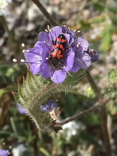 iNaturalist observation photo of Ornate Checkered Beetle