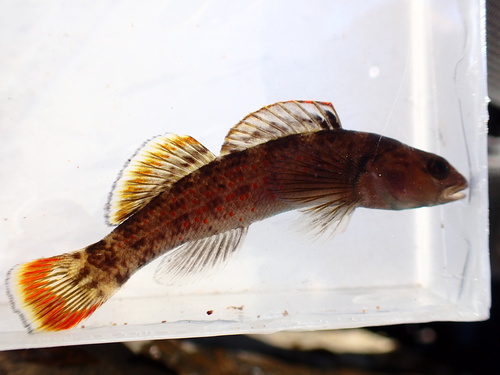 Greenbreast darter (Etheostoma jordani) — Percidae — 5
