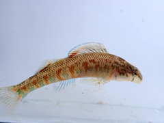 Tallapoosa Darter photo 1