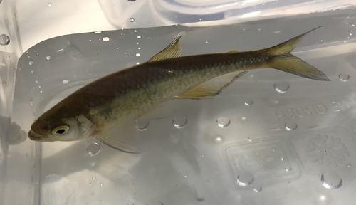 Cauca tetra (Bryconamericus caucanus) — Characidae — 5
