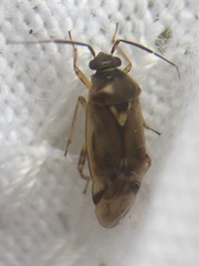 Orthops