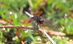 Erythrodiplax connata