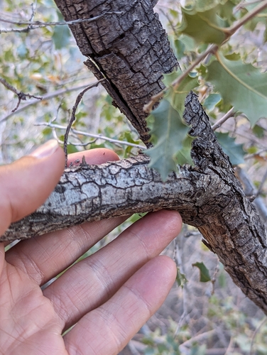Ajo Mountain scrub oak